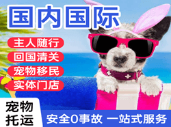 青岛航空空运国际宠物托运 【国